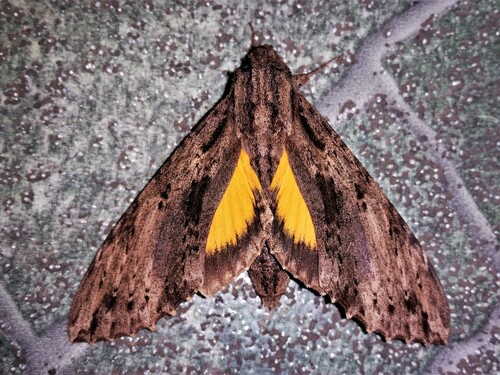 Isognathus leachii Swainson, 1823