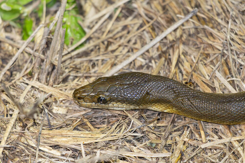 Water Python sighting
