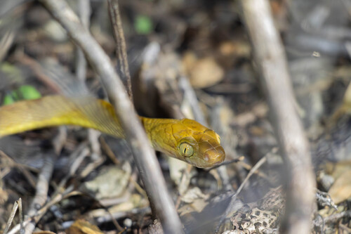 Brown Tree Snake sighting