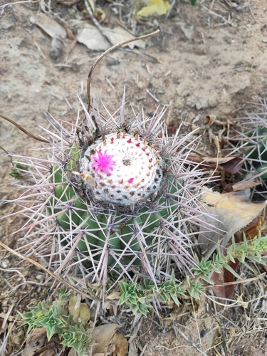 Melocactus oreas