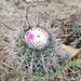 Melocactus oreas - Photo (c) chrismaravilha, all rights reserved, uploaded by chrismaravilha