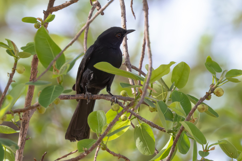 Northern Black-Flycatcher