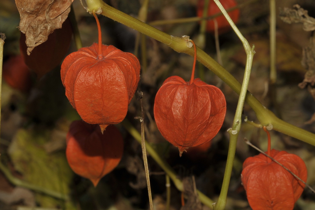 Physalis alkekengi