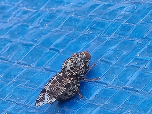 Unknown species found near Butler County, US-PA, US