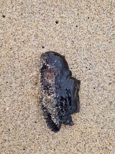 Aplysia fasciata