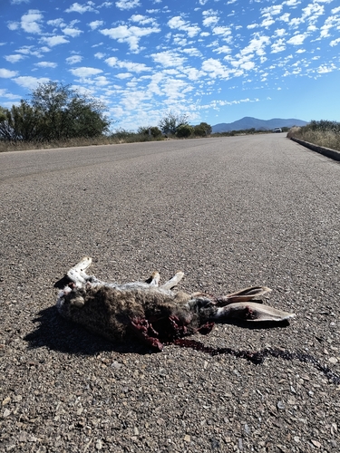 Liebre antílope observed by sharon42