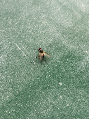 Unknown species found near Gatlinburg, TN, US