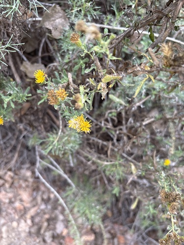 iNaturalist observation photo of Coastal Goldenbush