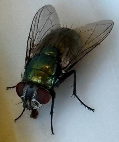 Unknown species found near New Jersey, US
