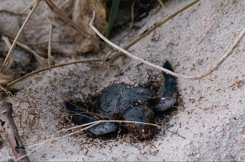 Chelonia mydas