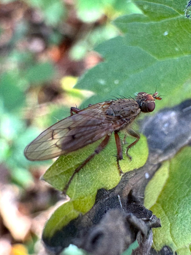 Unknown species found near Tyler State Park, US, PA