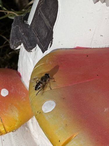 Unknown species found near W Center St, Willard, UT, US