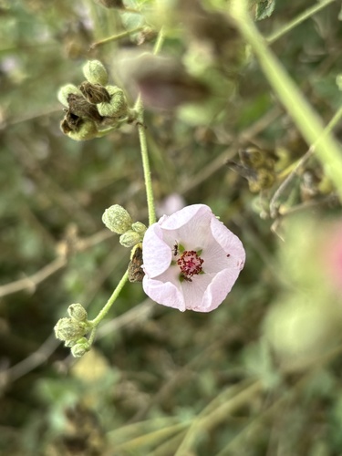 iNaturalist observation photo of southern coastal bushmallow