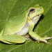 European Tree Frog - Photo (c) Christian Langner, all rights reserved, uploaded by Christian Langner