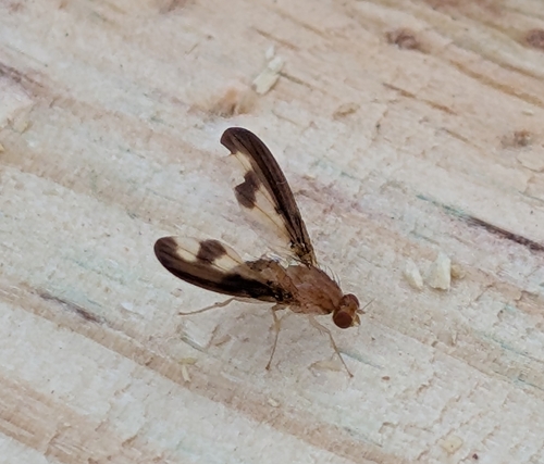 Unknown species found near Ulster Park, NY 12487, USA