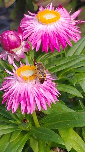 Unknown species found near Everywhere, Johnson City, TN 37601, USA