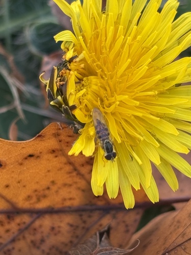 Unknown species found near Fern St, Auburn, ME, US