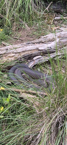 Lowlands Copperhead sighting