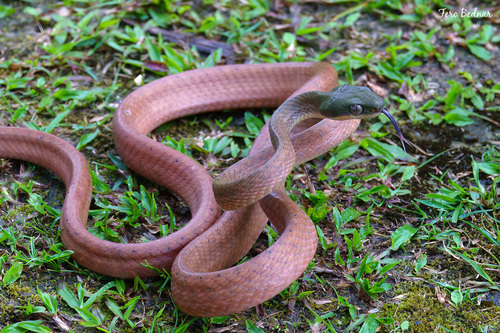 Boiga nigriceps