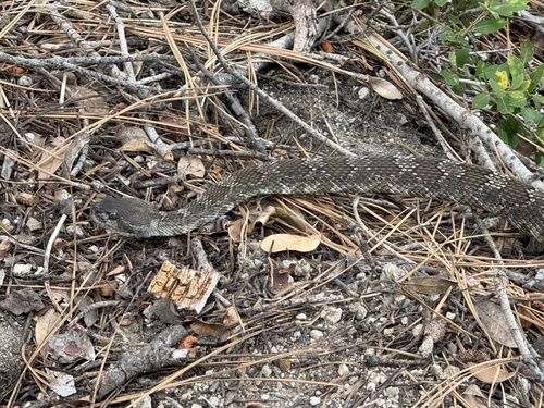 iNaturalist observation photo of Northern Pacific Rattlesnake