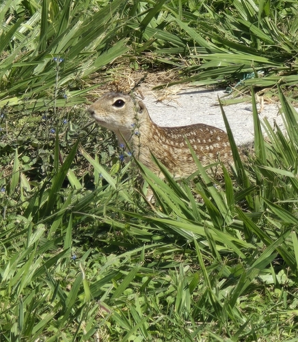 Motocle observed by natalia_cordero