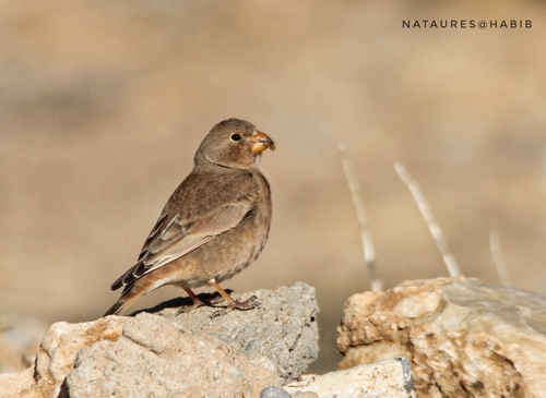 Trumpeter Finch