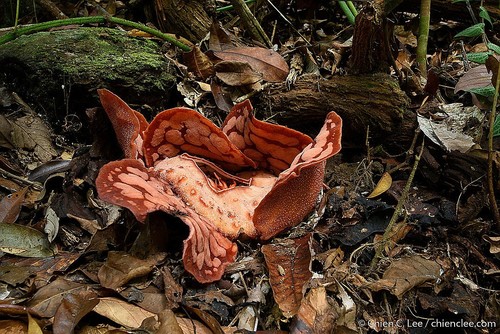 Rafflesia hasseltii · iNaturalist United Kingdom