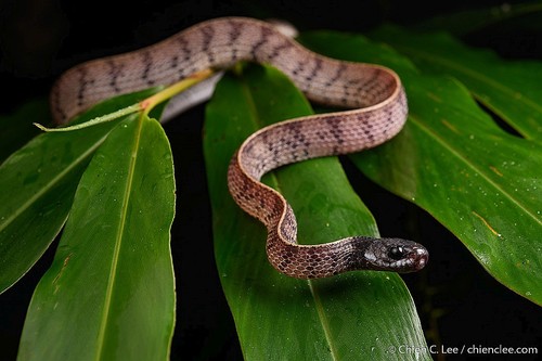 Asthenodipsas stuebingi · iNaturalist
