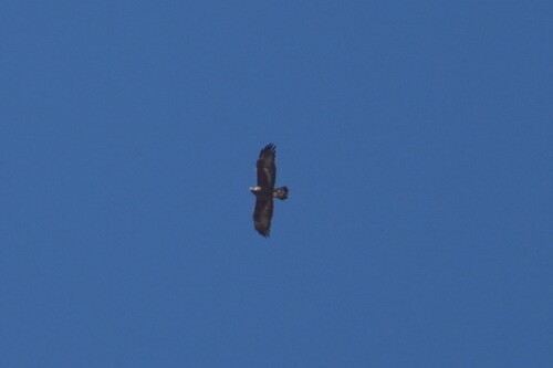 Avistamiento Águila real (Sierra Nevada)