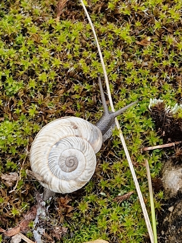 Chilostoma colubrinum colubrinum