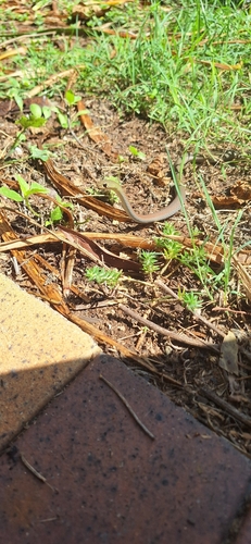 Yellow-faced Whipsnake sighting