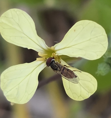 Unknown species found near Summerville, SC, USA