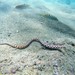 Tiger Snake Eel - Photo (c) Alberto Alcalá, some rights reserved (CC BY-SA), uploaded by Alberto Alcalá