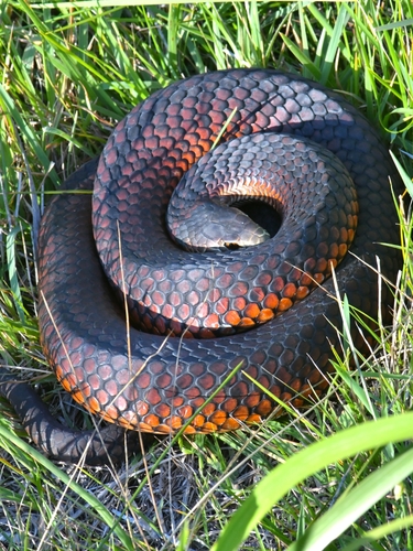 Lowlands Copperhead sighting