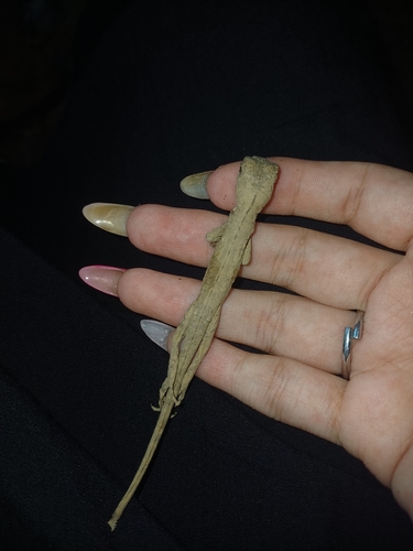Diving Lizard