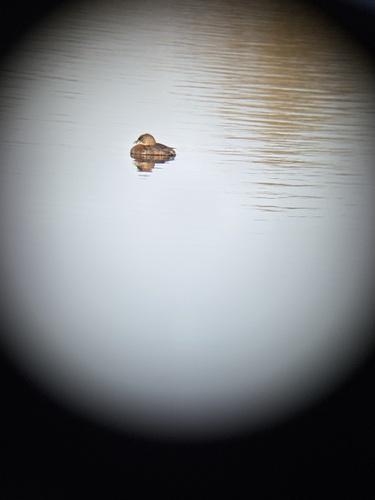 iNaturalist observation photo of Pied-billed Grebe