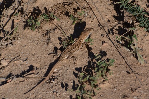 Bedriaga's Fringe-fingered Lizard