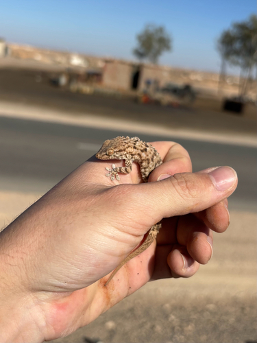 Desert Wall Gecko