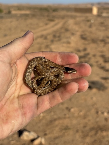 False Smooth Snake