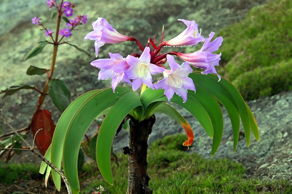 Empress of Brazil (Worsleya procera) · iNaturalist