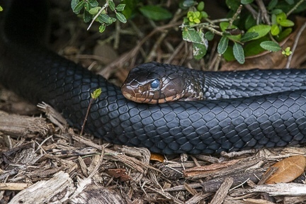 Eastern Indigo Snake In December 2019 By Nancyvandergrift · Inaturalist