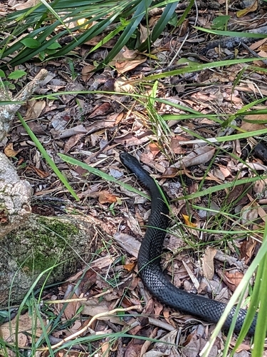 Red-bellied Black Snake sighting