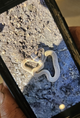 Eastern Brown Snake sighting