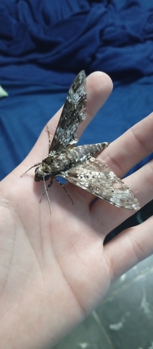 Rustic Sphinx