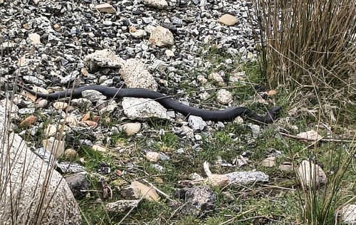 Highlands Copperhead sighting