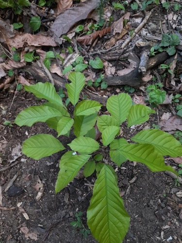 Handroanthus heptaphyllus