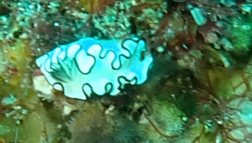 Doriprismatica atromarginata