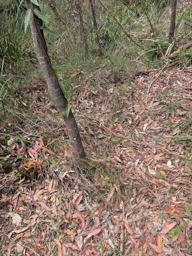 Red-bellied Black Snake sighting