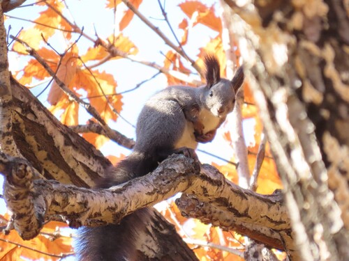 Manchurian Red Squirrel
