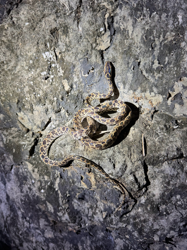Many-spotted Cat Snake